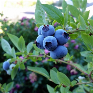 Blueberry 'Goldtraube'